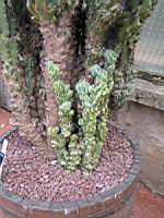 Cactus - Cereus Repandus f. Monstruosus (fam Cactecees) (Venezuela) (4) (Photo F. Mrugala)